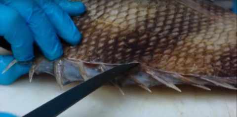 How I fillet a Sheepshead with the KastKing folding fillet knife