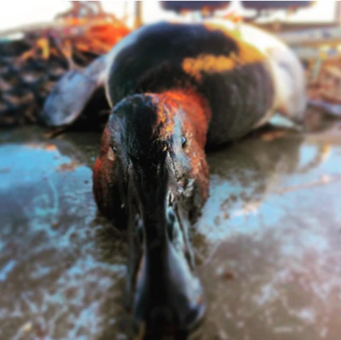 Drake Canvasback While Duck Hunting