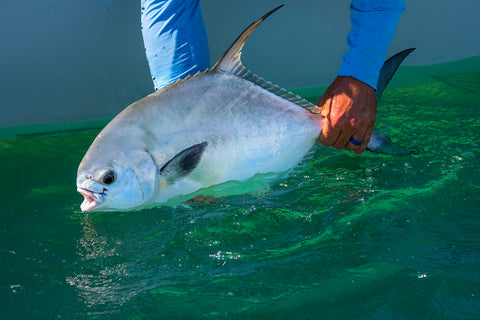 Permit vs Pompano: Can You Tell The Difference?– Hunting and Fishing Depot