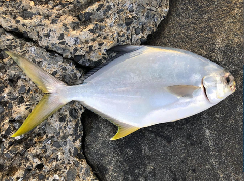 Pompano Run