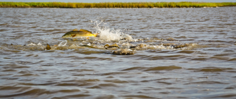 Fedfish Feeding