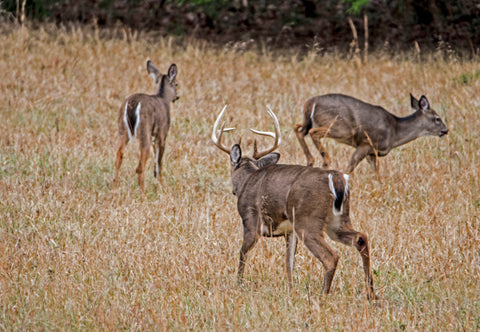 Deer Hunting 101: Targeting Mature Whitetail Deer– Hunting and Fishing Depot