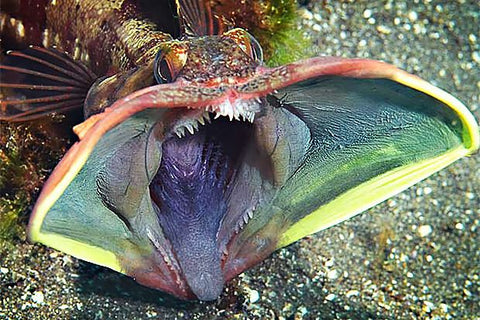 Beauty in the Eye of the beholder: The World Ugliest Fish