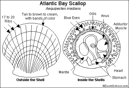 Bay Scallop