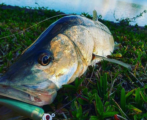 Snook Fishing 101: Snook Bait, Snook Lures And Equipment– Hunting