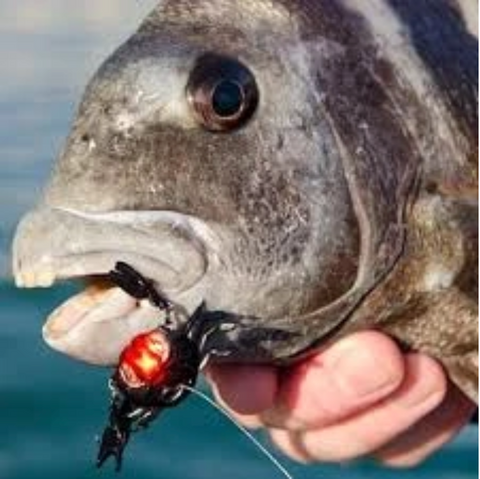 Cranka Crab: The Ultimate Sheepshead Fishing Lure– Hunting and