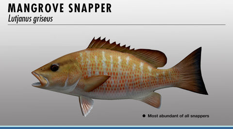 Simple Tips To Chum Up Mangrove Snapper To The Surface - Florida
