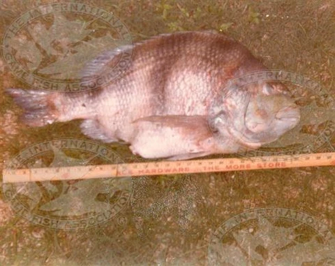 World Record Sheepshead