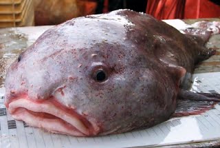 The World's “Ugliest” Animals: The Blobfish Files