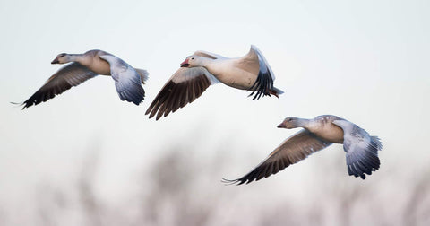 Flying Snow Geese