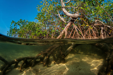 Mangrove habitat