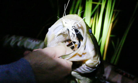 Night Golf Course bass fishing