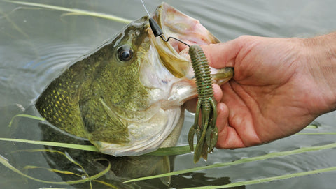 Best 5 Ways For Catching Bass While Dam Fishing– Hunting and