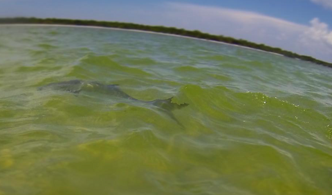 pompano fish near me