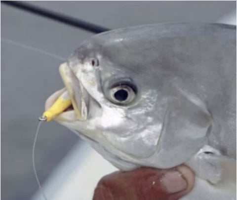 Jigging for Pompano: Tips and Techniques for a Successful Fishing