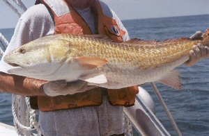 Texas Redfish Record
