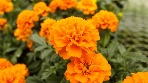 How to make holi colour using marigold flower