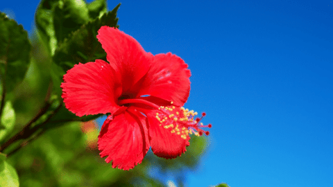 How to make holi colour using hibiscus flower
