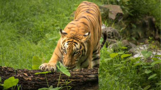 Family visit to Sunderbans with kids