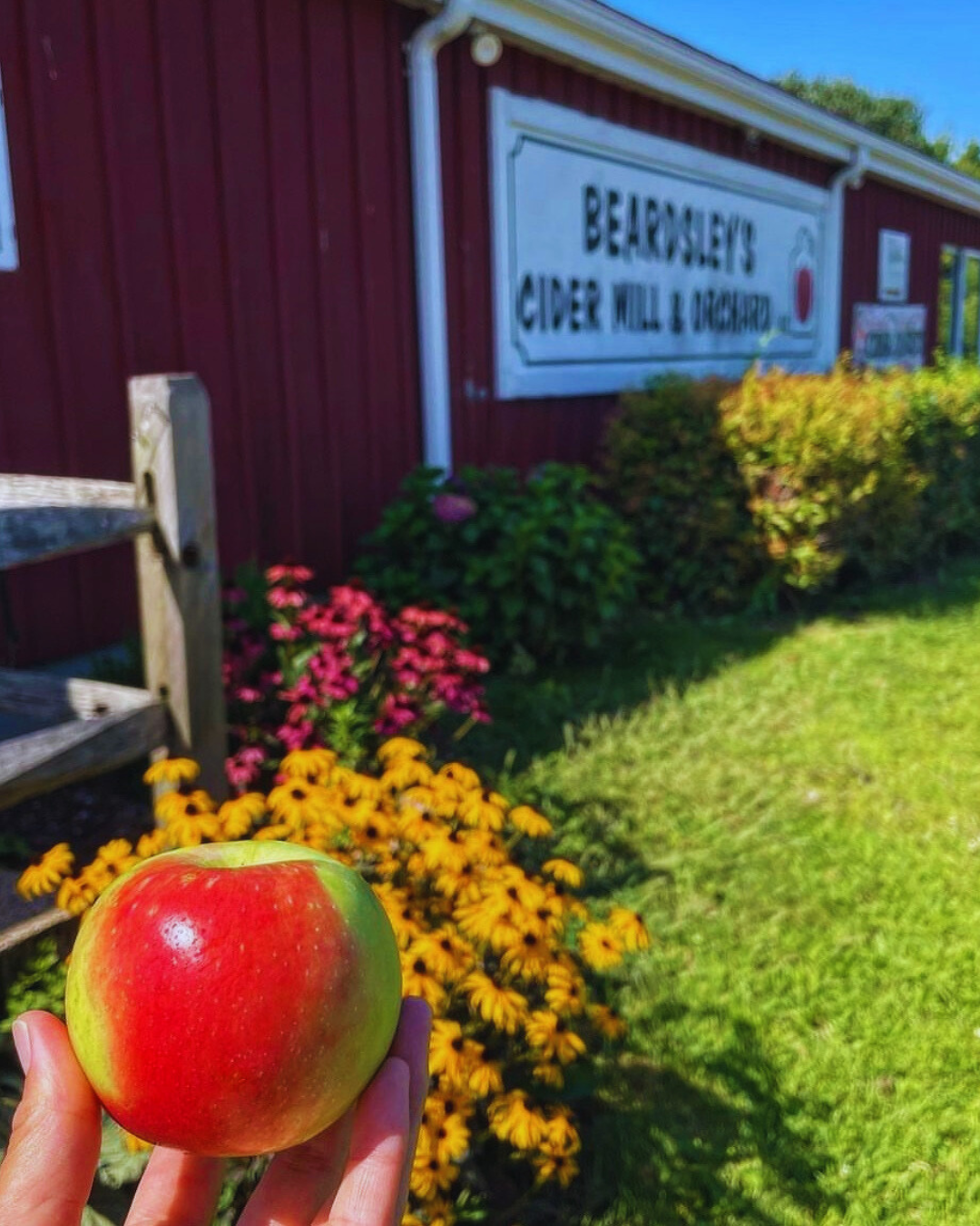 apple picking in connecticut Beardsley