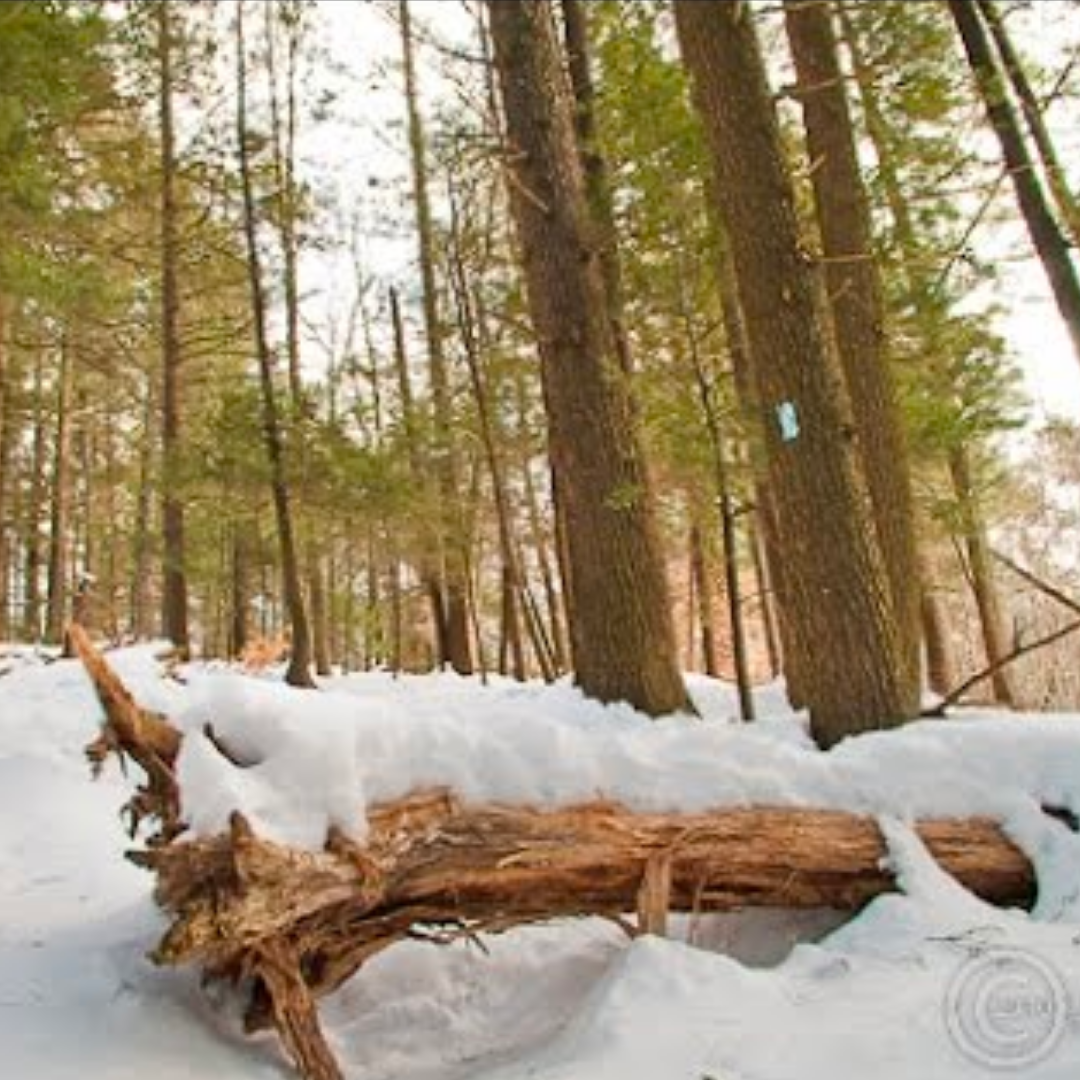 Cathedral Pines: Cornwall, CT