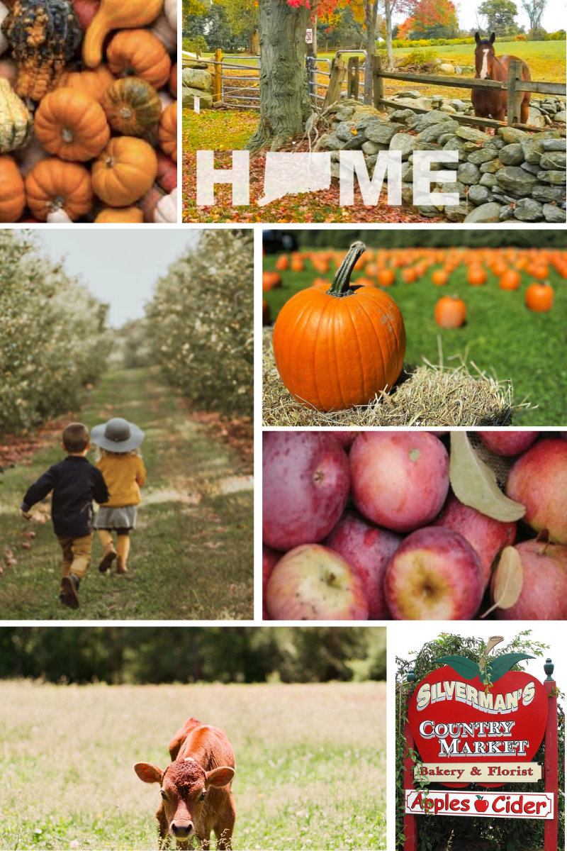 Fall activities in Connecticut. The best CT Cider mills, Connecticut Farms, breweries, vineyards to visit in autumn. Connecticut family activities for Fall. 