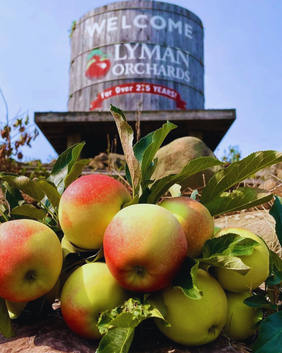 apple picking in connecticut lyman orchard