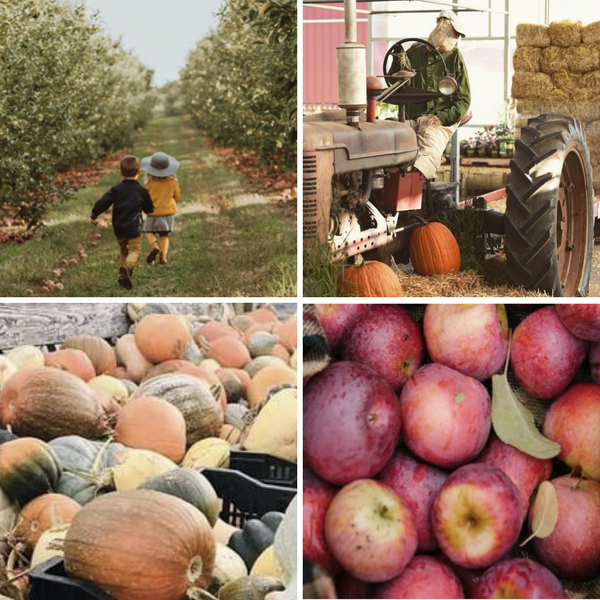 The 203's Guide to the best fall farms