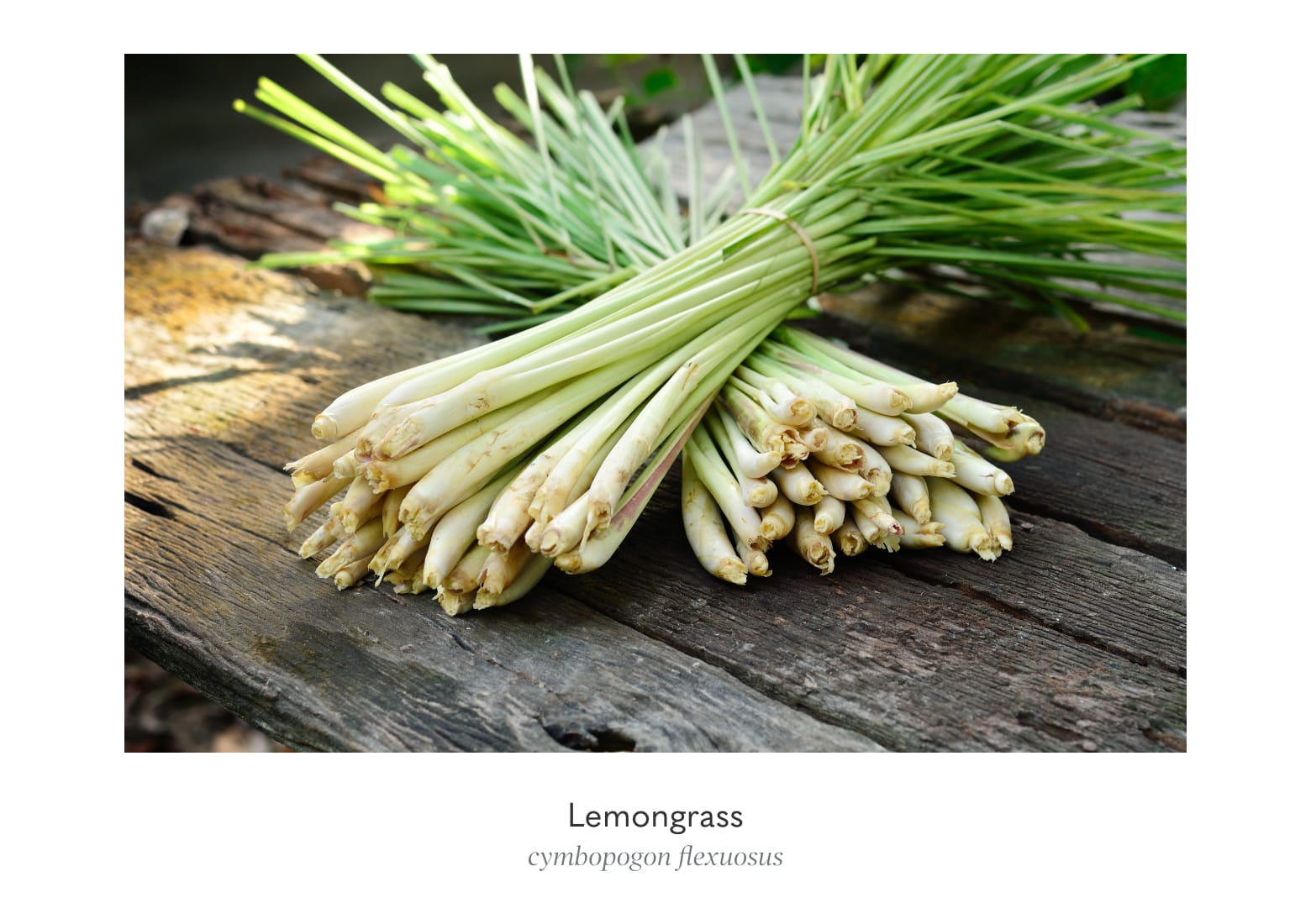 Vitality Extracts Lemongrass Therapeutic Grade 100% Pure Essential