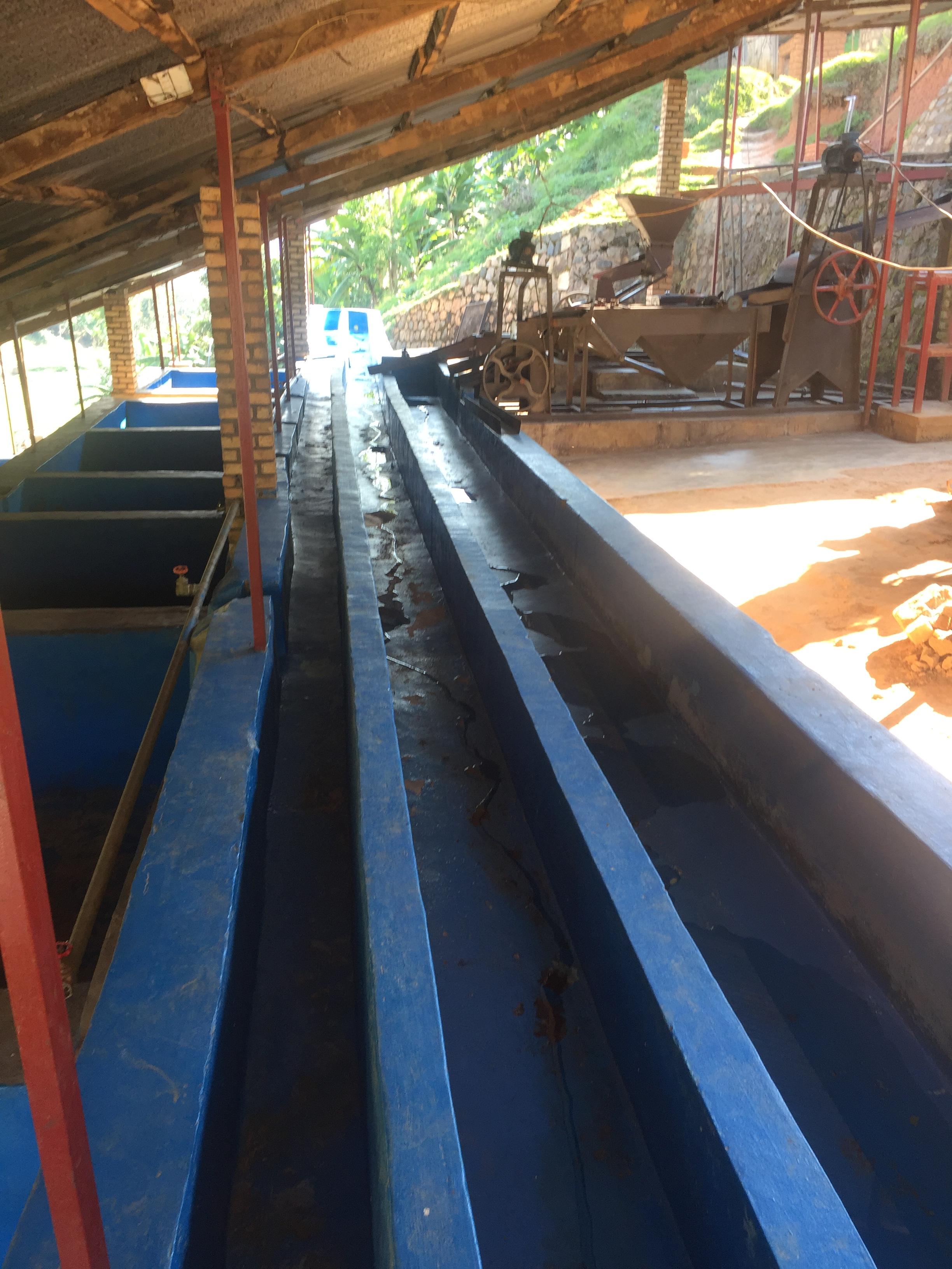 Once the coffee is freed from his pulpe and skin, they sort it by density into those long washing channels Once the coffee is freed from his pulpe and skin, they sort it by density into those long washing channels