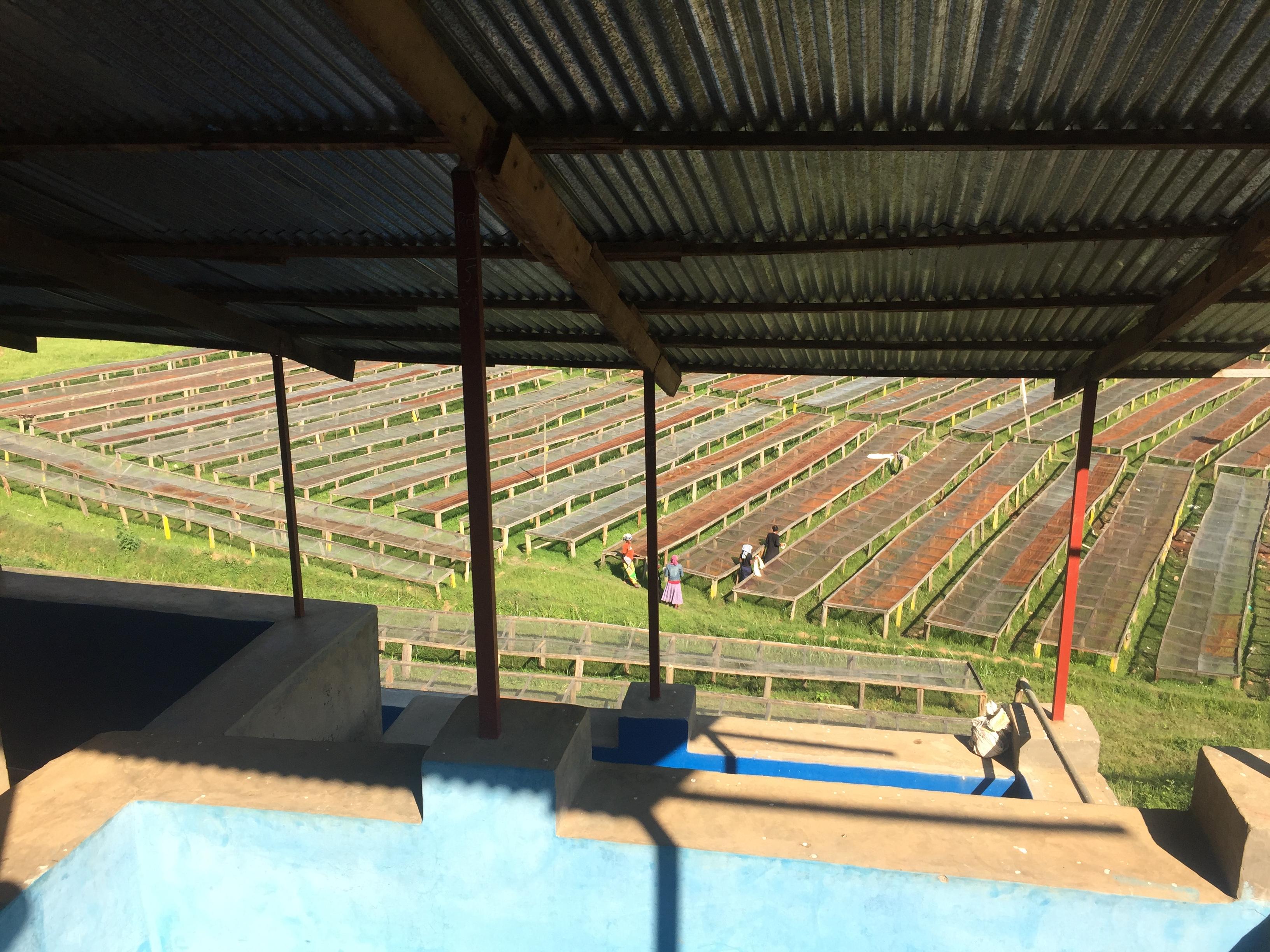 Drying tables, view from the pulping machine. Coffees will dry under the sun for up to 4 weeks Drying tables, view from the pulping machine. Coffees will dry under the sun for up to 4 weeks