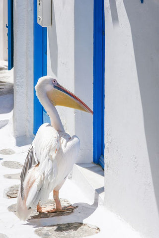 petros pelican Mykonos Greece Greek Island Mykonos Beach