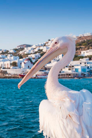 Mykonos Greece Greek Island Mykonos Beach pelican petros