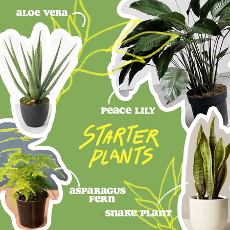 4 Basic Tips for Aspiring Plant Moms – Click & Grow