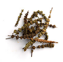 Schizonepeta (Plant) / Jing Jie