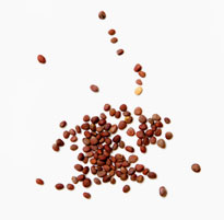 Radish Seeds (Lai Fu Zi)