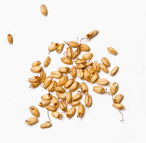 Sprouted Barley (fruit)/Mai Ya