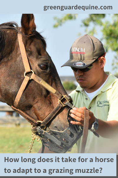 caballos adaptándose a un bozal de pastoreo