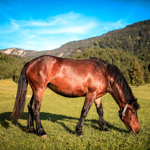 grazing in the grass