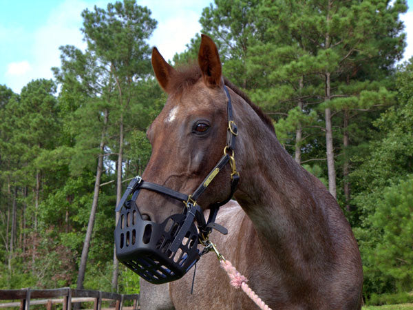 do horse muzzles work