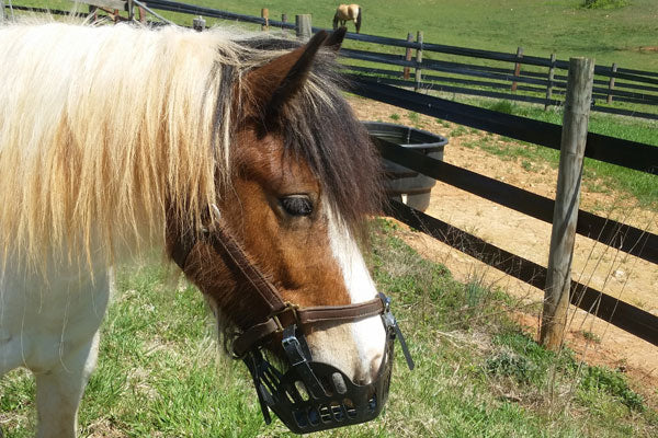 using a grazing muzzle