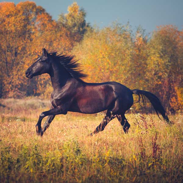 fourbure d'automne chez le cheval