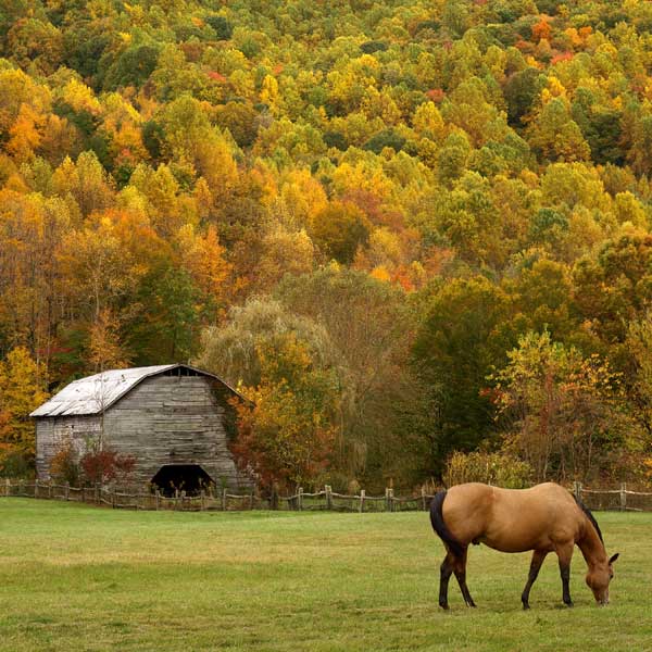 nsc dans l'alimentation des chevaux