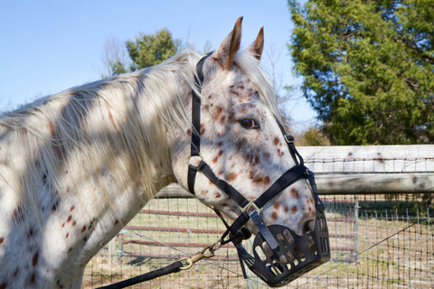 grass muzzle pony