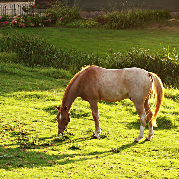 why do horses wear masks