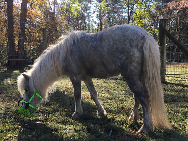 lime greenguard grazing muzzle cupcake