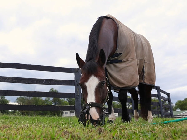 horse in grazing muzzle