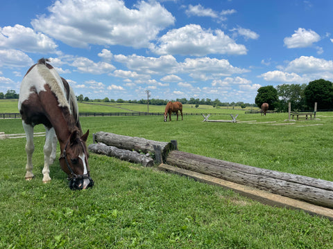 Grazing muzzles protect young and short grass from being stripped