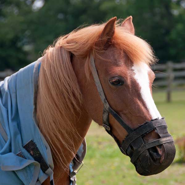 horse grazing muzzle problems