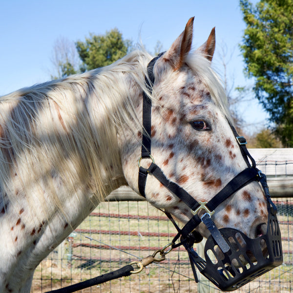 greenguard grazing muzzle